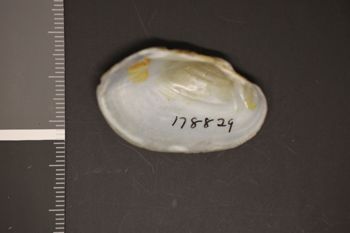 Media type: image;   Malacology 178829 Description: Preserved specimen.;